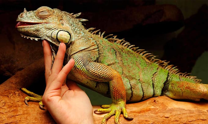 Guía Completa para el Cuidado de Iguanas dandole cariño