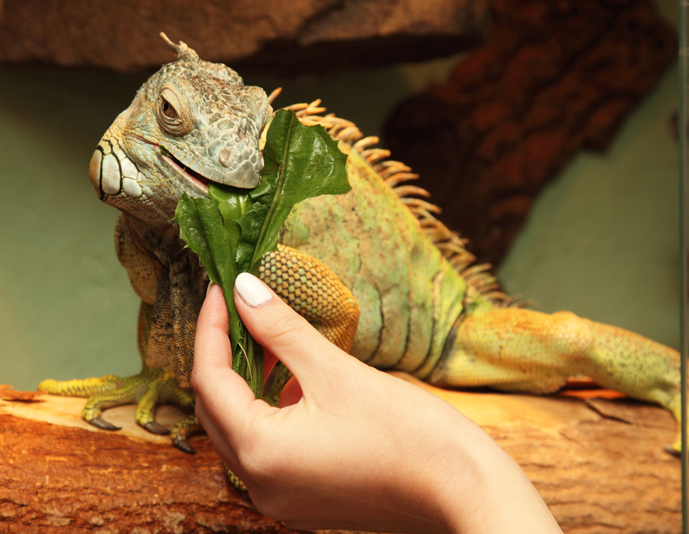 Guía Completa para el Cuidado de Iguanas comiendo