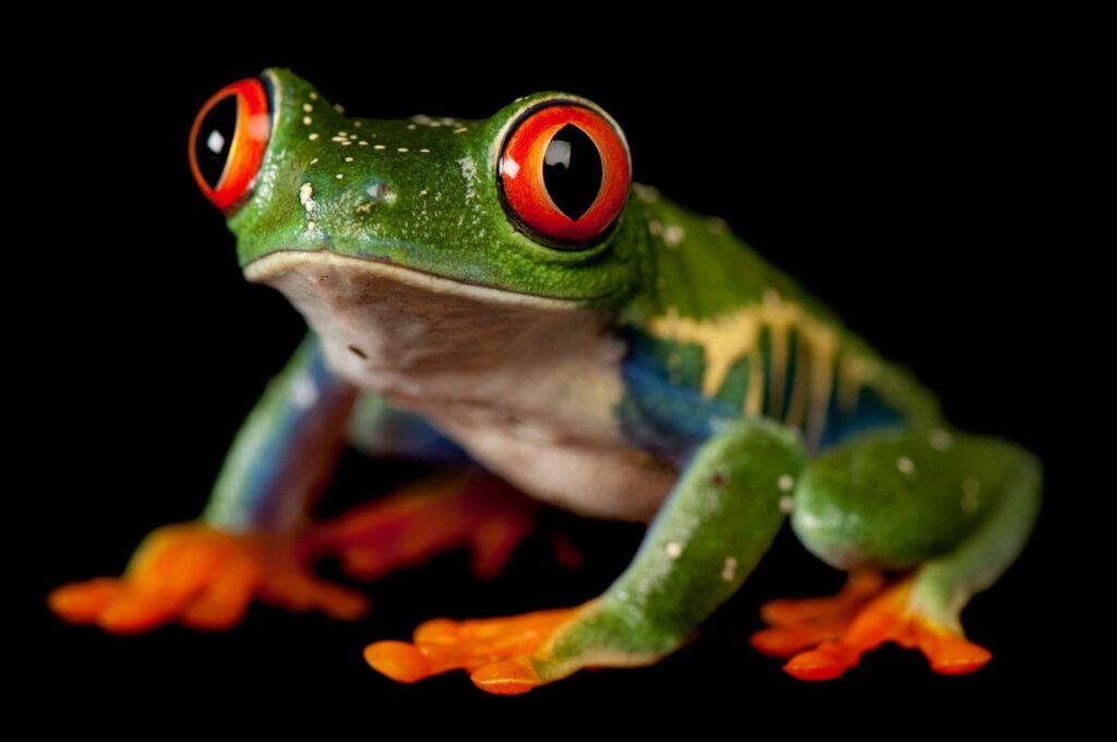 rana de ojos rojos o rana punta de flecha 