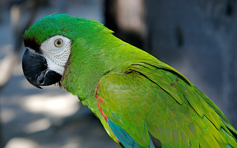 Loro Cómo Cuidar Aves Exóticas