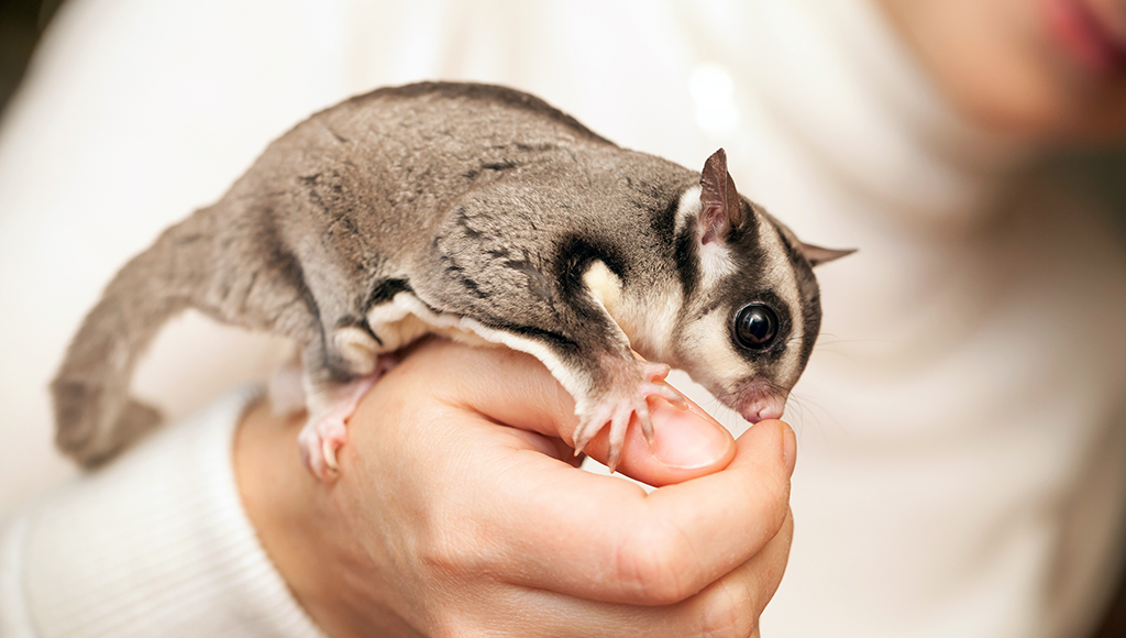 Sugar Glider mamífero exótico Proporcionar un Ambiente Óptimo