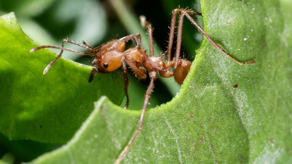  hormigas mascota invertebrada exótica