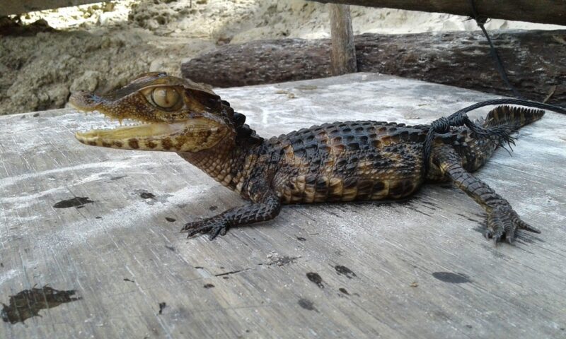 caiman enano Reptiles Acuáticos: Mantenimiento del Hábitat y Salud