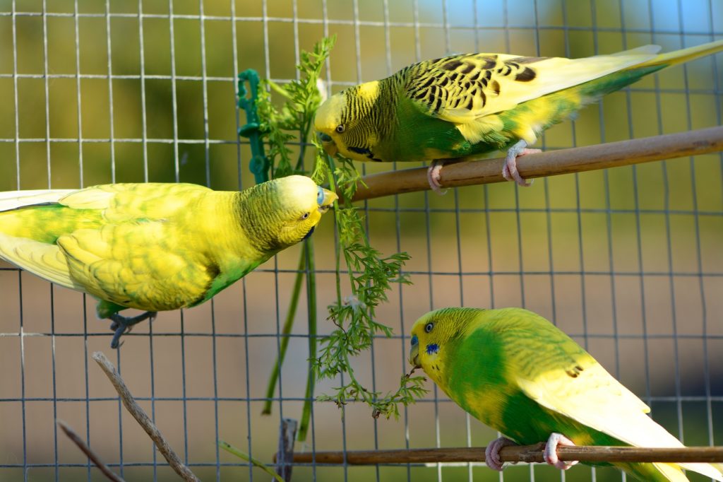 Prevención de Problemas de Salud en Aves Exóticas: Consejos Prácticos