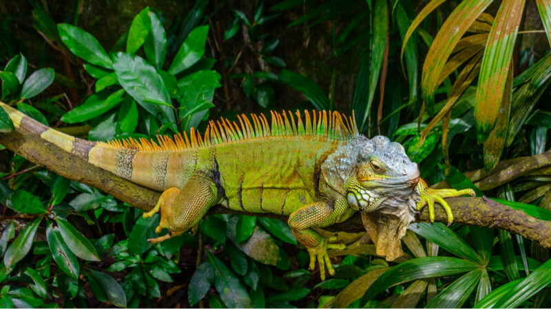 dragones chinos Reptiles Acuáticos: Mantenimiento del Hábitat y Salud