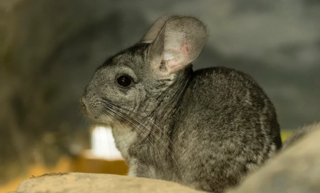 chinchilla ambiente optimo mamífero exótico