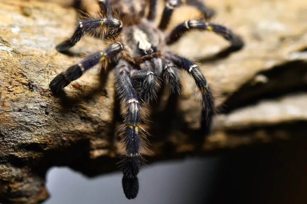 Araña mascota invertebrada exótica