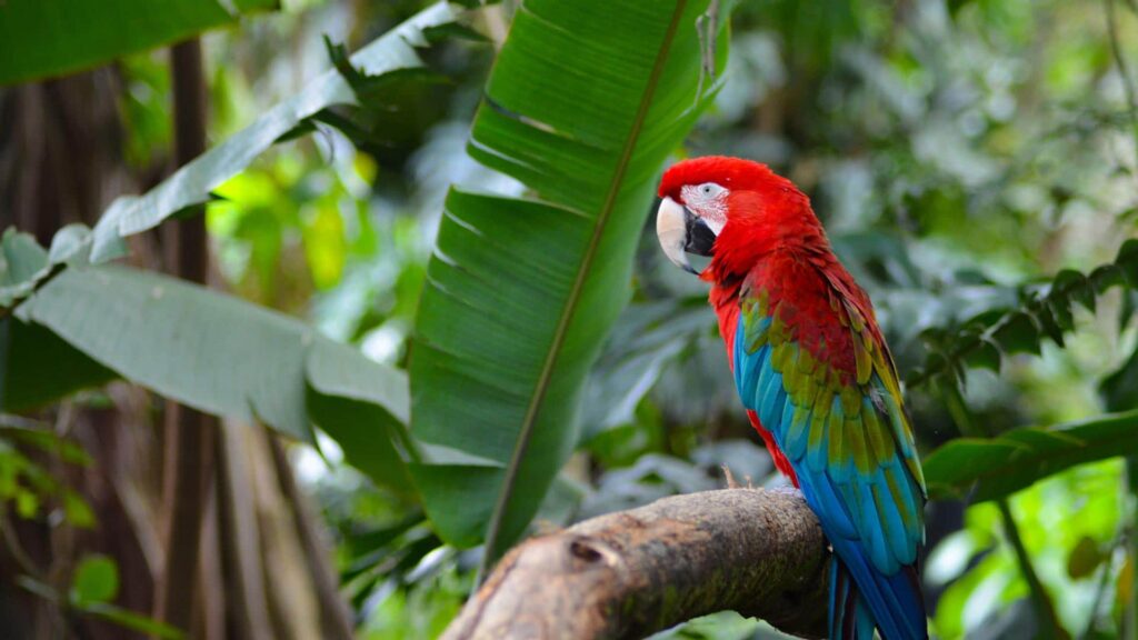 Prevención de Problemas de Salud en Aves Exóticas