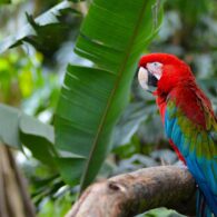 Prevención de Problemas de Salud en Aves Exóticas