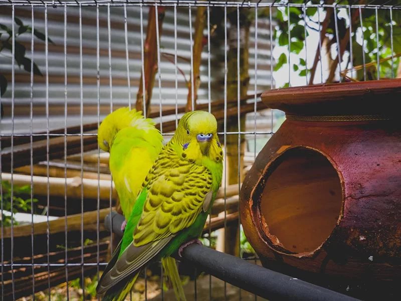 Prevención de Problemas de Salud en Aves Exóticas: Jaulas Espaciosas