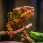 Selective Focus Photography of Red and Green Reptile