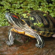 tortuga oreja roja Reptiles Acuáticos: Mantenimiento del Hábitat y Salud