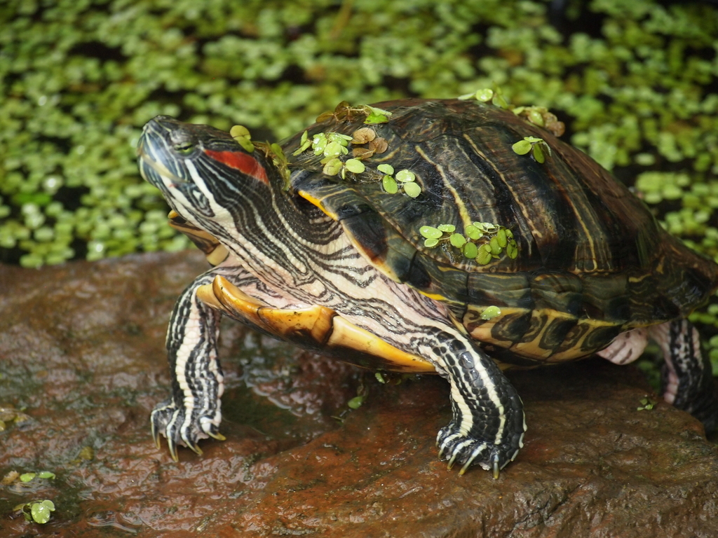 tortuga oreja roja Reptiles Acuáticos: Mantenimiento del Hábitat y Salud