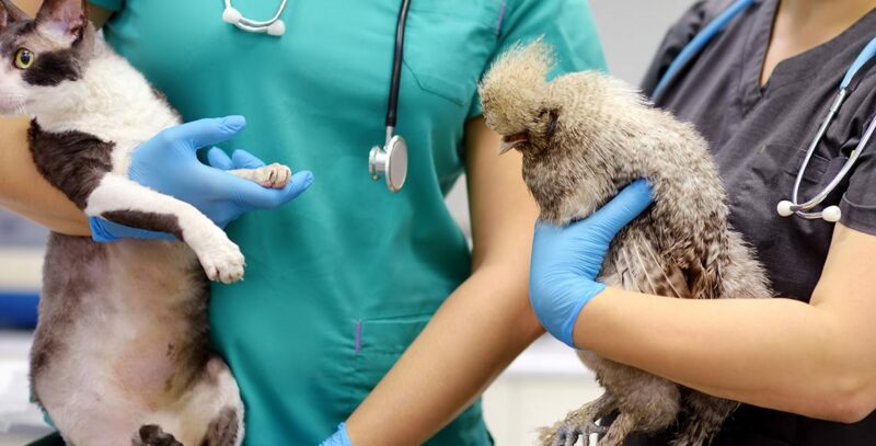 Cómo Elegir un Veterinario para tu Mascota Exótica